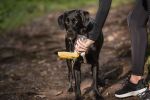 Pet water bottle with foldout lid/bowl - Yellow