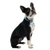 Durable Nylon Reflective Dog Collar w/ White Contrast Stitching - Neon Blue